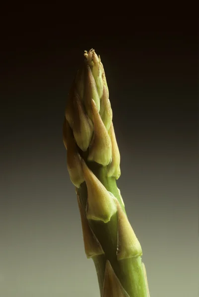 O singură suliță de sparanghel — Fotografie, imagine de stoc