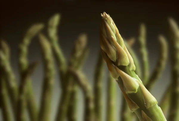 Single asparagus w/others out of focus — Stock Photo, Image