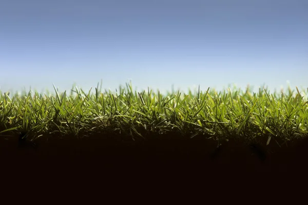 Tvärsnitt av gräsmatta på marknivå — Stockfoto