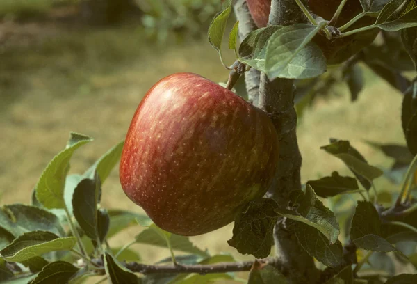 Roter köstlicher Apfel auf einem Baum — Stockfoto