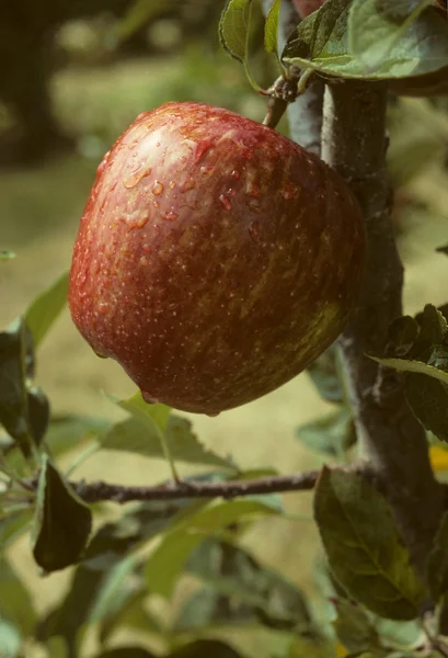 Rødt eple på et tre – stockfoto