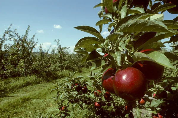 Manzanas del Imperio Rojo en un huerto — Foto de Stock