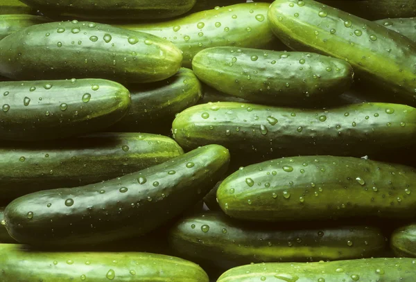 stock image A pile of fresh cucumbers