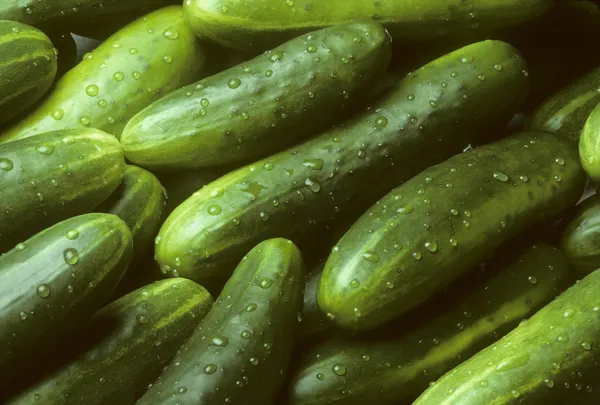 Taze salatalık çapraz olarak yalan yığını — Stok fotoğraf