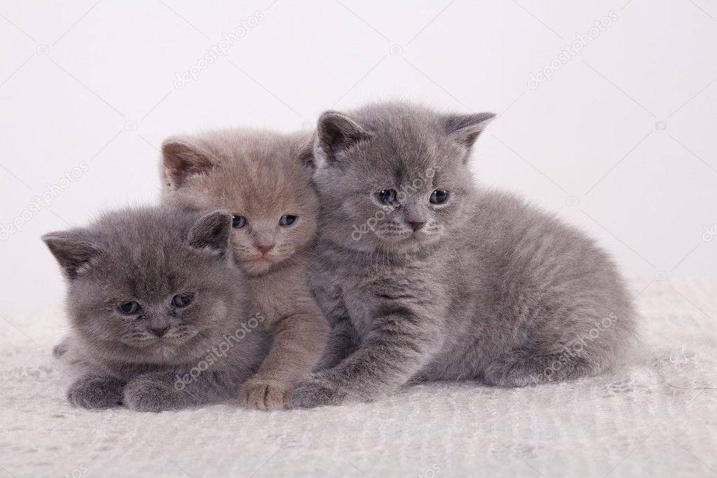 Котят но у них есть. Рыжий котёнок. Маленькие котята которые только родились. Три кошки. Котят но у них есть.