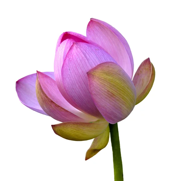 stock image The Flower, pink lotus