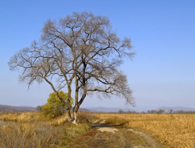 Lonely old tree clipart