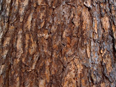 Bark of the Siberian cedar