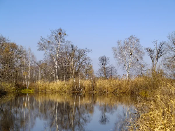Birches at lake — Stock Photo, Image