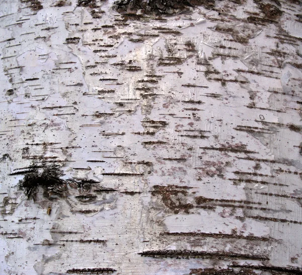 Background from a bark of a birch — Stock Photo, Image