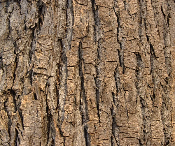 Bark of a poplar — Stock Photo, Image
