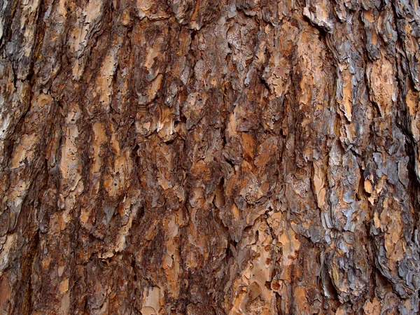 Corteza del cedro siberiano — Foto de Stock