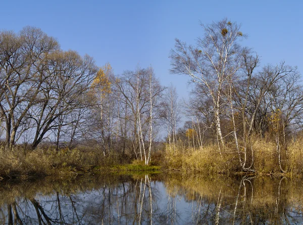 Birches at lake — Stock Photo, Image