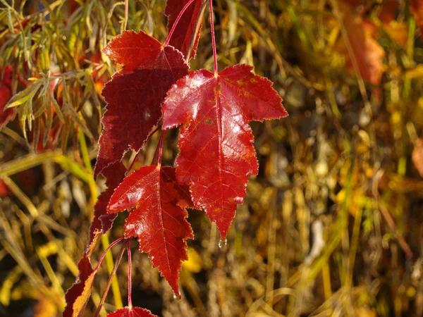 Jesienne liście klonu — Zdjęcie stockowe