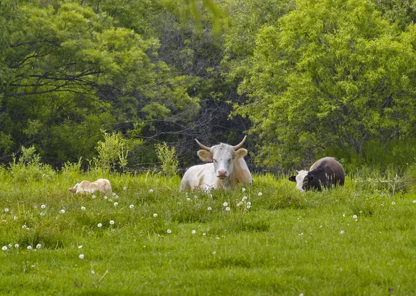 Cows on a meadow — Stock Photo, Image