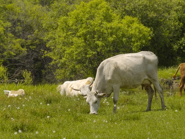 Cows on a meadow — Stock Photo, Image