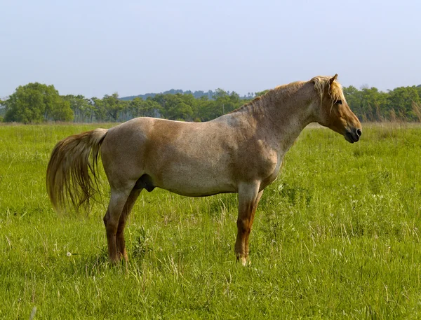 Horse on a meadow — Stock Photo, Image