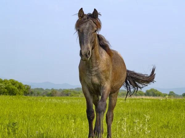 Horse on a meadow — Stock Photo, Image