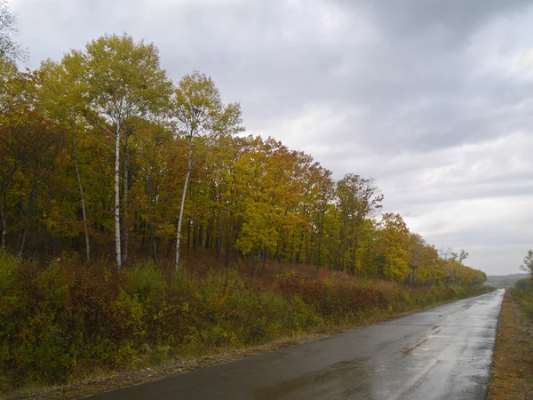 Осенний лес и железная дорога — стоковое фото
