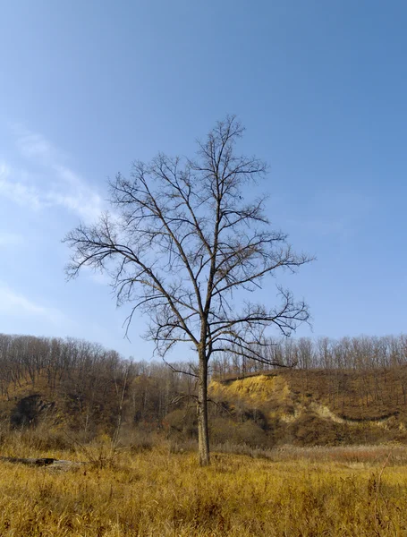 Одинокий старый вяз осенью — стоковое фото