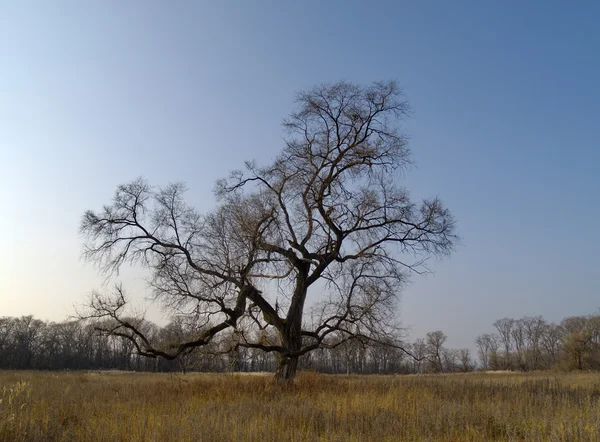 Eenzame oude elm in het najaar — Stockfoto