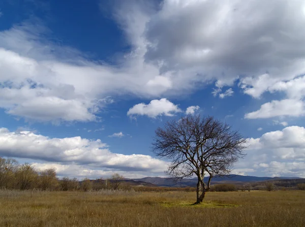 Дерево та хмари — стокове фото