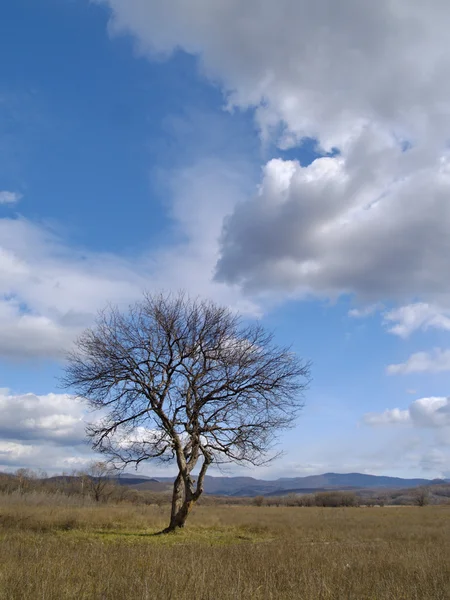 Baum und Wolken — Stockfoto