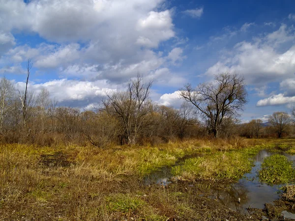 Осень на болоте — стоковое фото