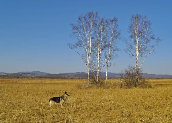 Paesaggio con betulle e un cane — Foto Stock