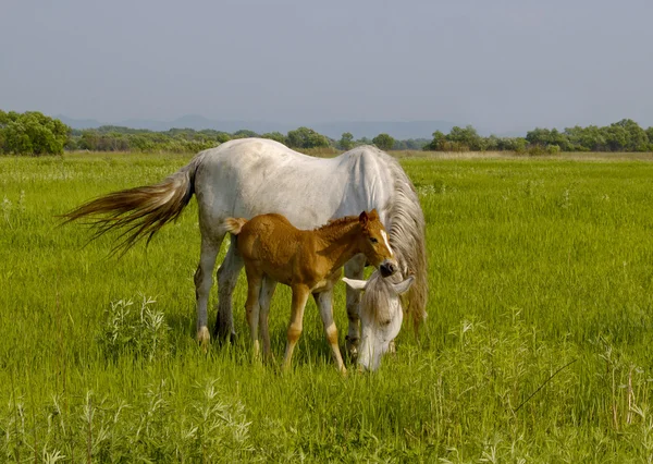Pferd mit Fohlen auf der Weide Stockfoto