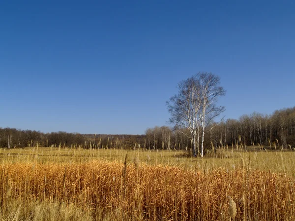 Landschaft mit Birken und Schilf — Stockfoto