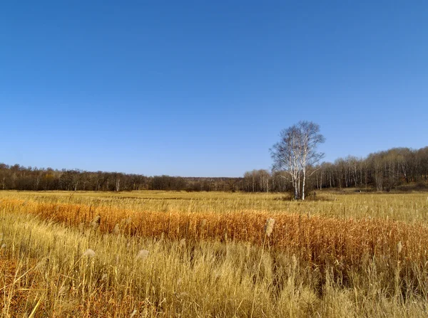 Landschaft mit Birken und Schilf — Stockfoto