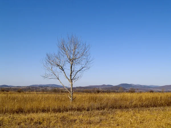 Одинокое дерево на осеннем лугу — стоковое фото