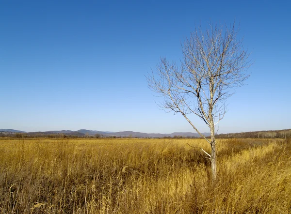 Sonbahar çayırında yapayalnız bir ağaç — Stok fotoğraf