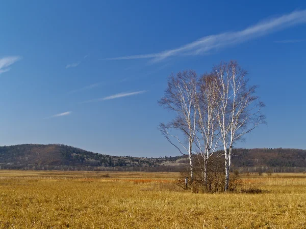 백 화 나무와 풍경 — 스톡 사진