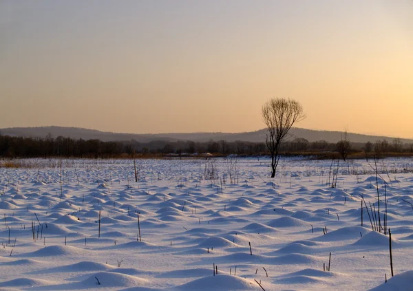Wintermoeras — Stockfoto