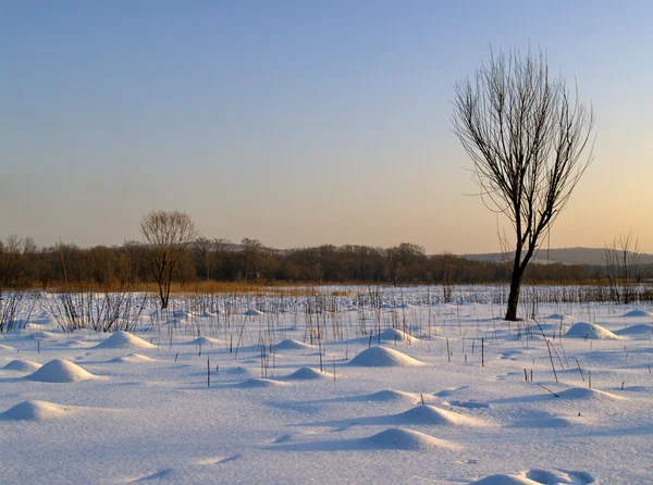 Winter bog — Stock Photo, Image