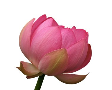 Pembe çiçek lotus