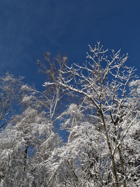 stock image Winter wood