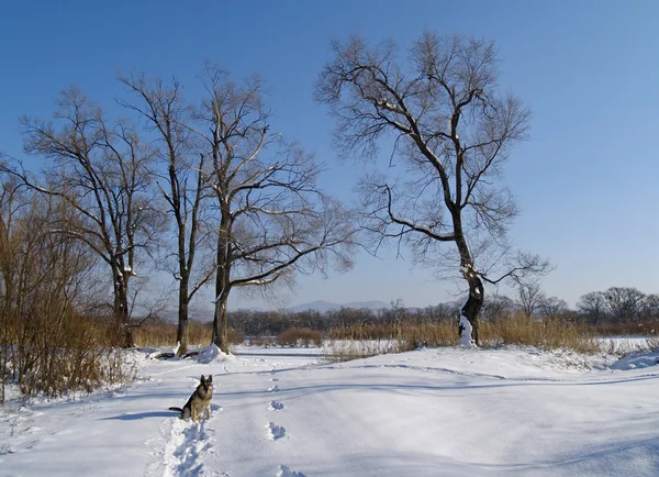 Vinterlandskap med hund – stockfoto