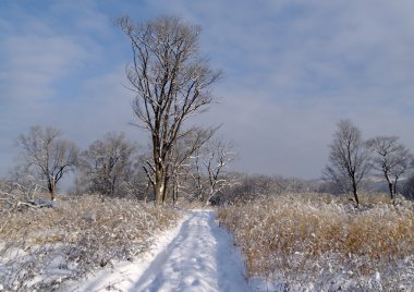 Morning after a snowfall clipart