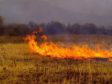 The Autumn meadow with burninging herb