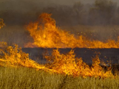 The Autumn meadow with burninging herb