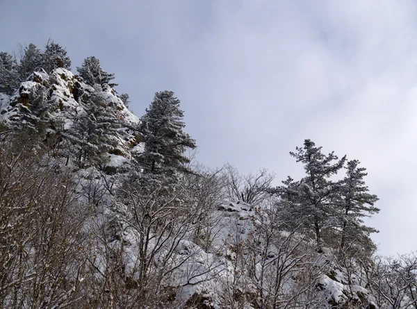 Sabah bir kar yağışı sonra — Stok fotoğraf