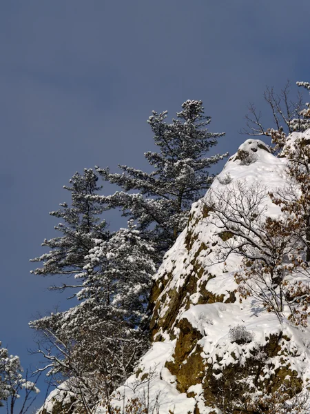 stock image Pine on rocks