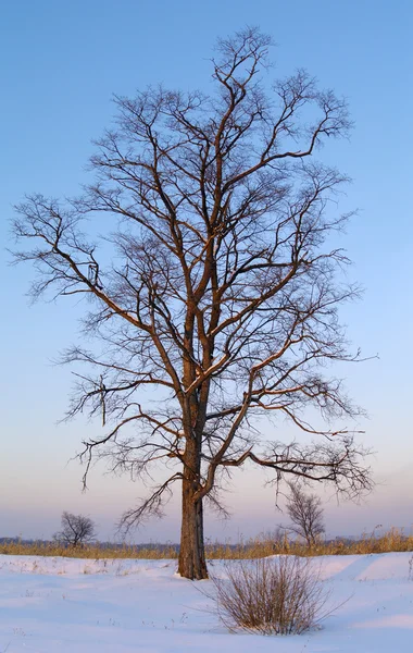 L'albero al tramonto — Foto Stock