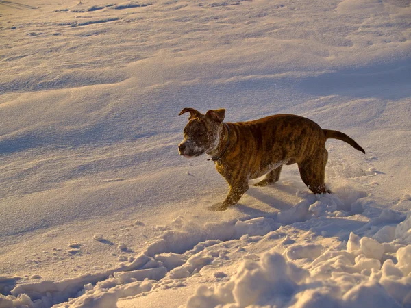 The Puppy of dog on snow-clad field — Stock Photo, Image