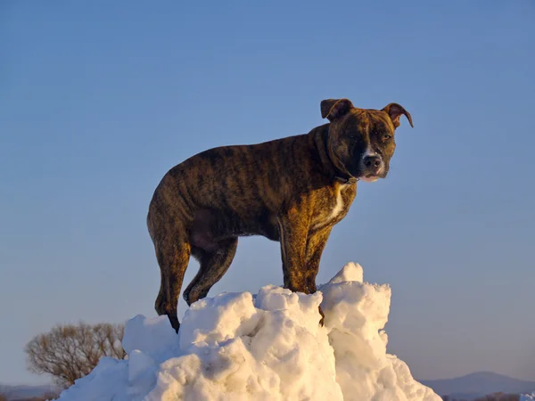 The Puppy of dog on snow snowdrift — Stock Photo, Image