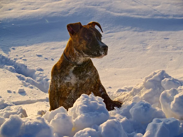 Yavru köpeğin yanına kar rüzgârla oluşan kar yığını — Stok fotoğraf