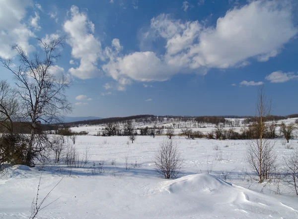 Het winterlandschap op de rand van een weide — Stockfoto